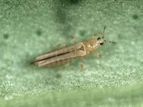 Orchid thrips