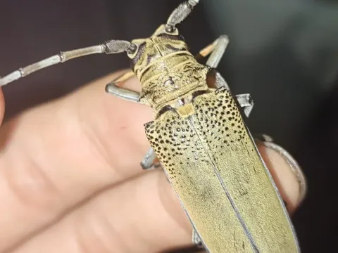 Апріона складчастошийна