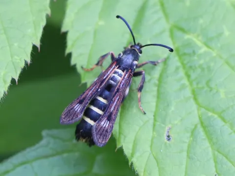 Raspberry clearwing moth