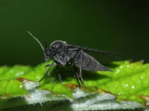 Fungus gnat