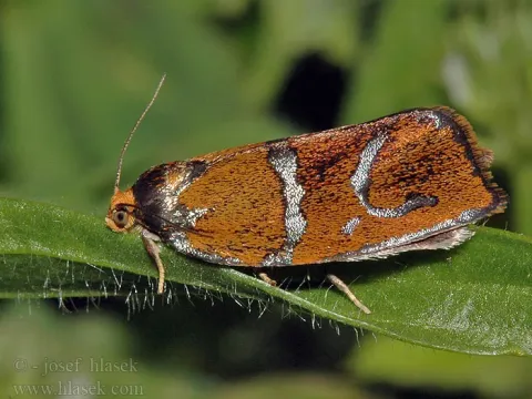 Leaf roller