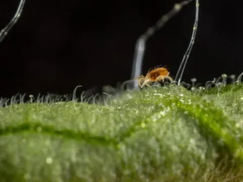 Mountain spider mite
