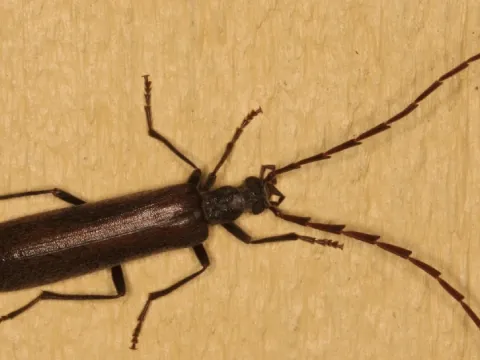 Calopus serraticornis