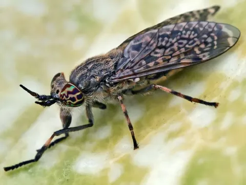 Rain fly