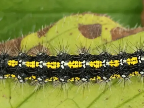 Jersey tiger