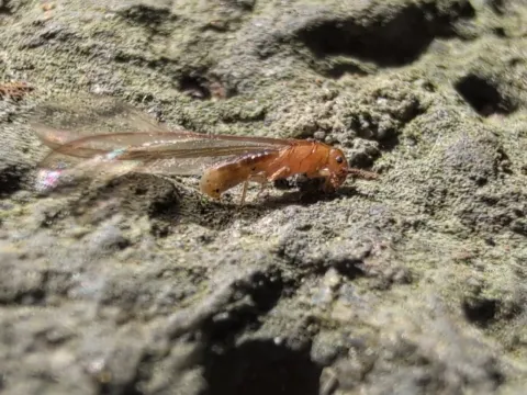 Cryptotermes piceatus
