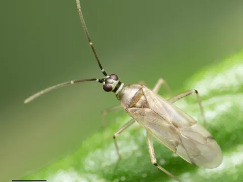 Engytatus geniculatus