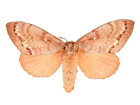 Siberian silk moth