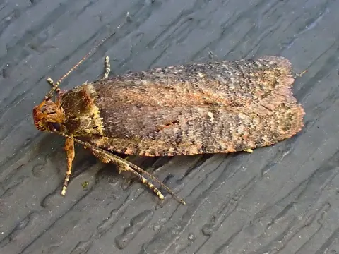 Caraway moth