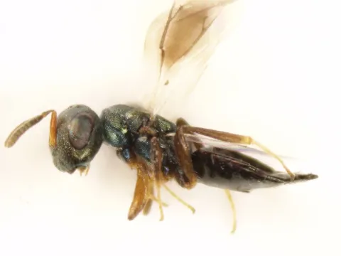 Dibrachys