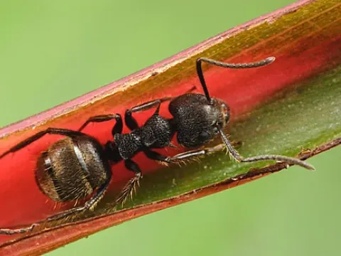 Two-spined dolichoderine ant