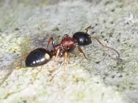 Four-spotted ant-carpenter