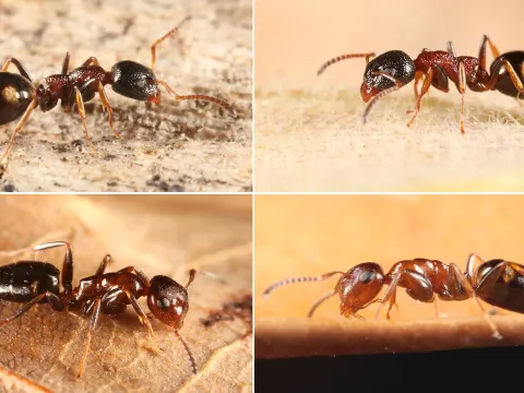 Dolichoderus ant