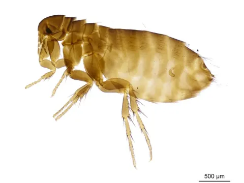Sticktight flea