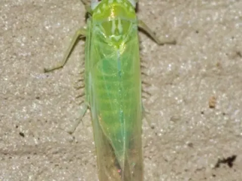 Potato leafhopper