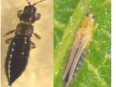 Peanut thrips