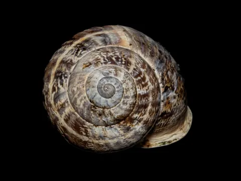 Otala vermiculata