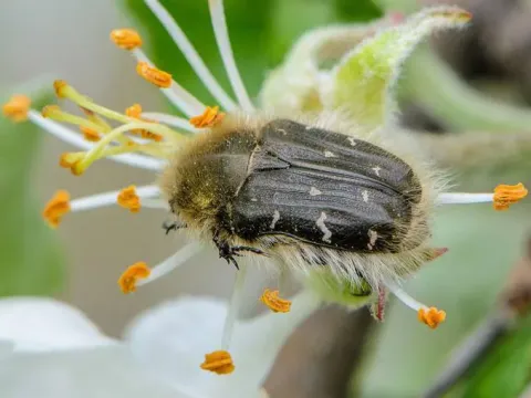 Shaggy rose beetle