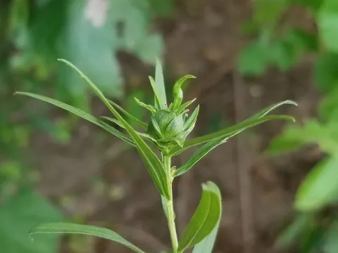 Eumarchalia