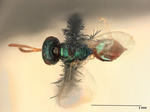 Eupteromalus parnarae