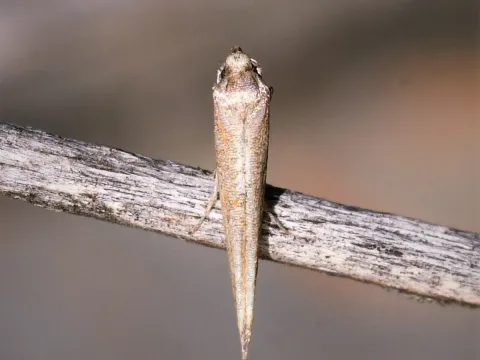 Eustaintonia