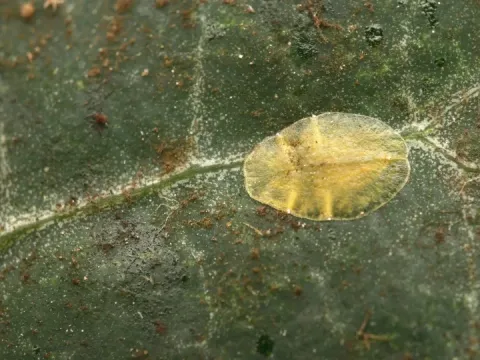 Olive scale