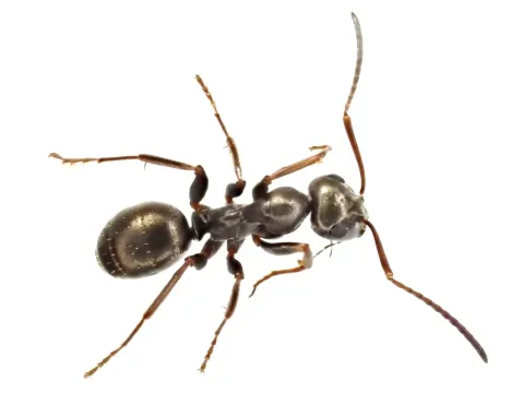 Silky ant