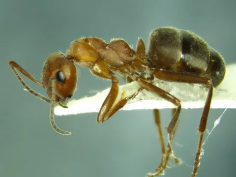 Red wood ant