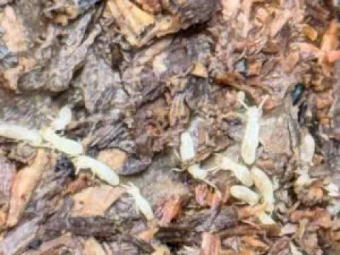 Glyptotermes neotuberculata
