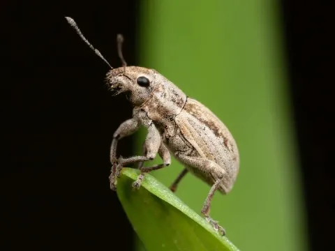 White-fringed beetle