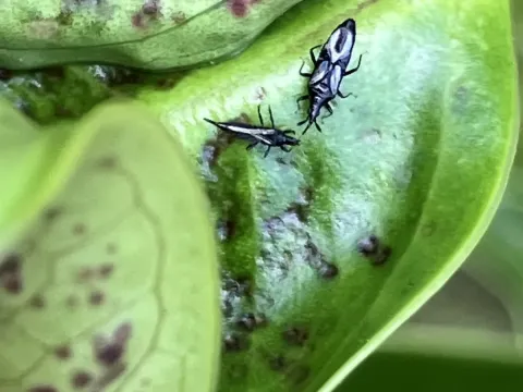 Gynaikothrips