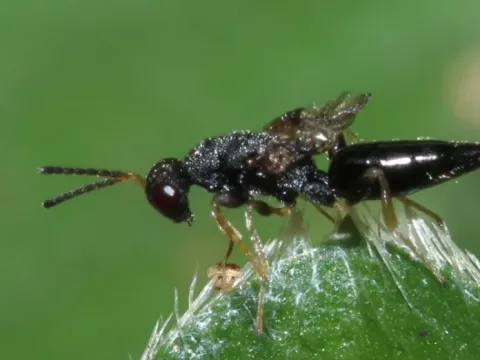 Wheat jointworm