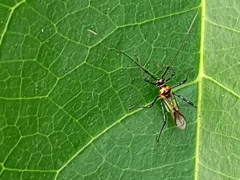 Cocoa mosquito bug