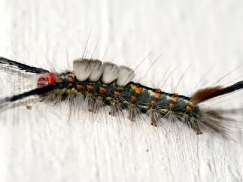 Definite Tussock Moth