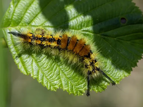 Western tussock moth