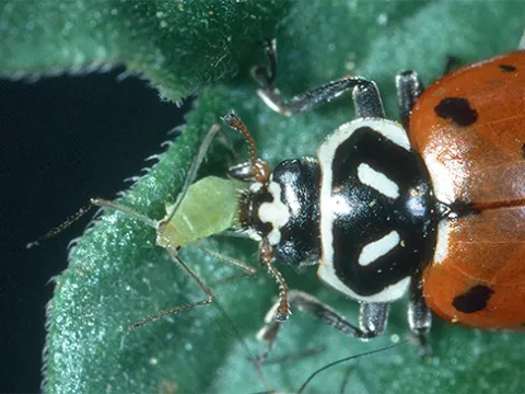 Convergent lady beetle