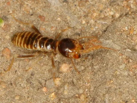 Haviland harvester termite