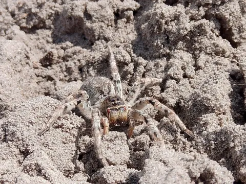 South Russian tarantula