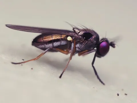 Hydrellia