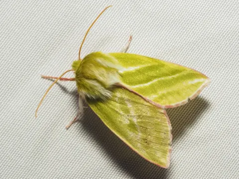 Green oak moth