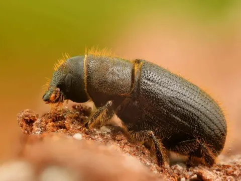 European spruce bark beetle