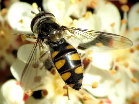 Javanese hoverfly