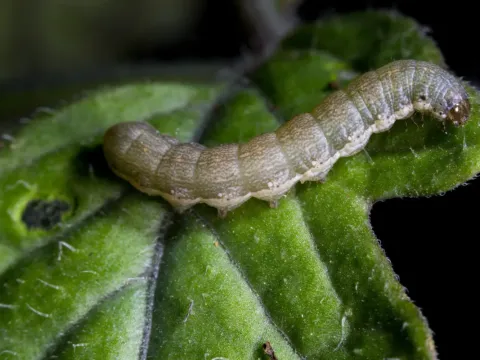 Beet armyworm