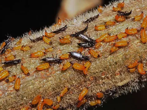 Lily thrips
