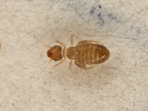 Booklouse