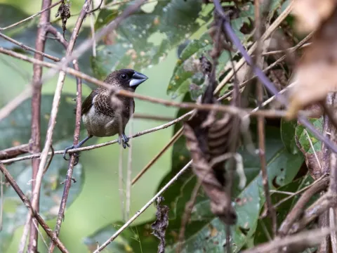 White-rumped munia