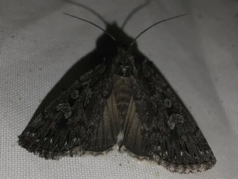 Loxagrotis