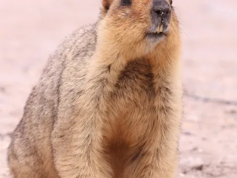 Бабак гімалайський