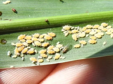 Sugarcane aphid