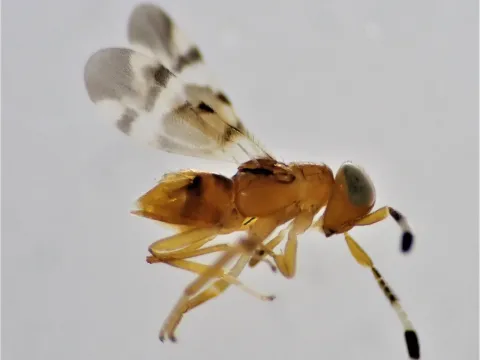 Microterys